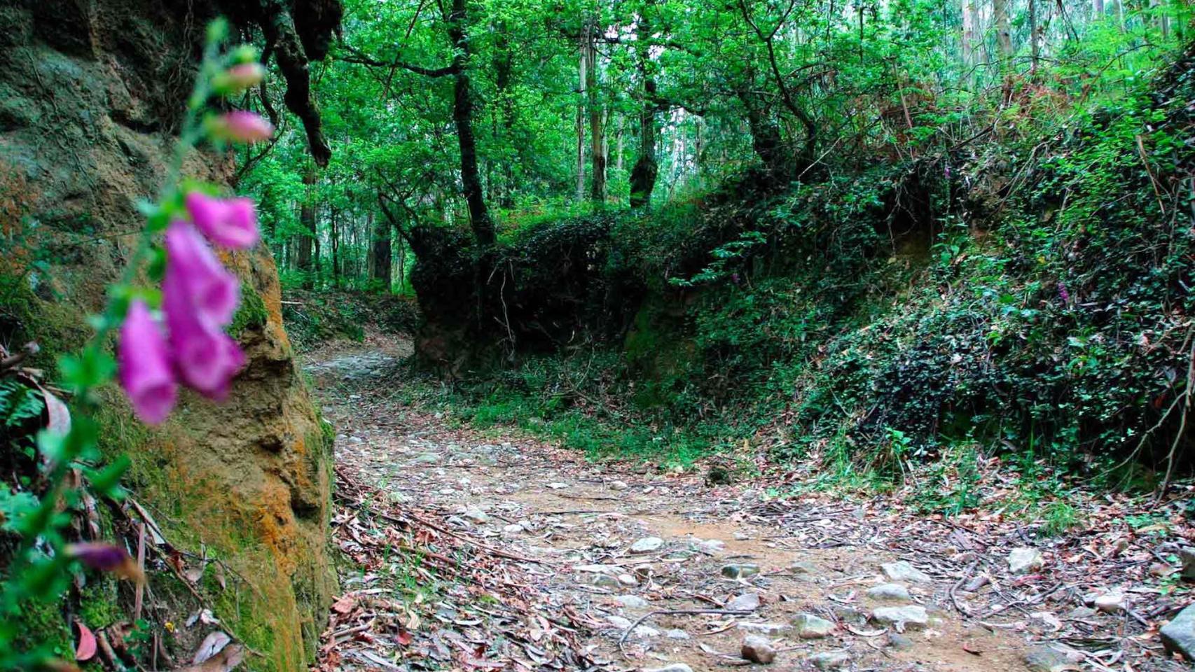 Camino hacia Chan da Gorita en la Ruta dos Carballos de Aldariz