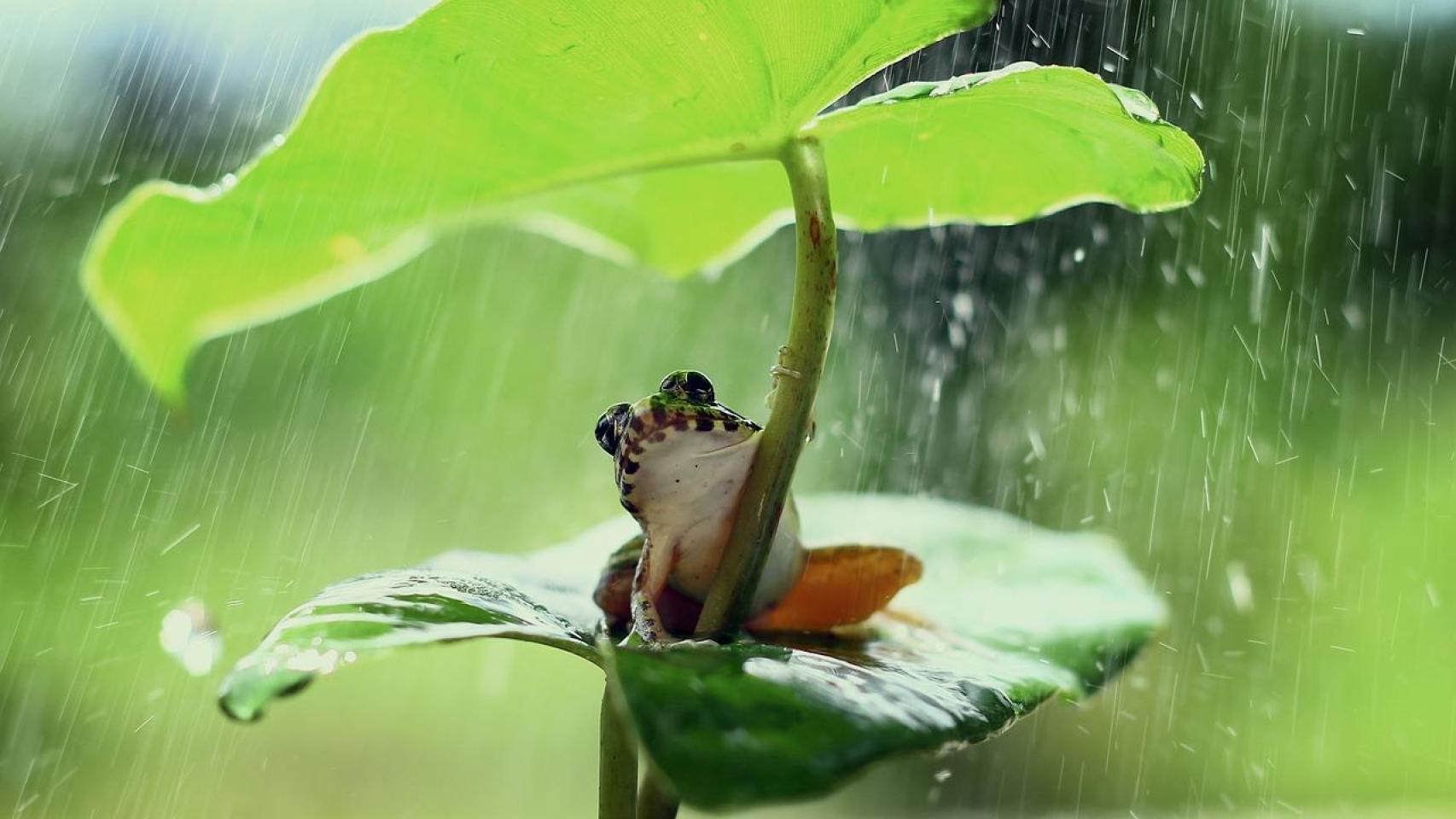 Una rana bajo la lluvia.