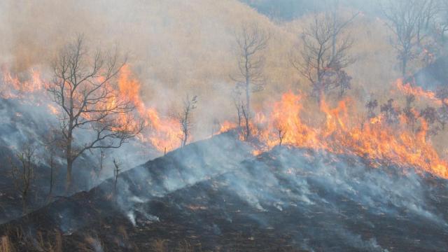 Imagen de un incendio forestal.