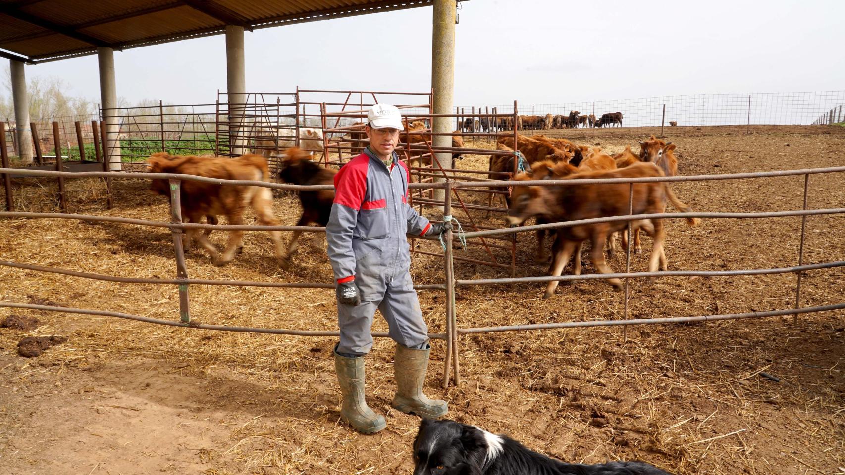 Una explotación ganadera en la provincia de Valladolid