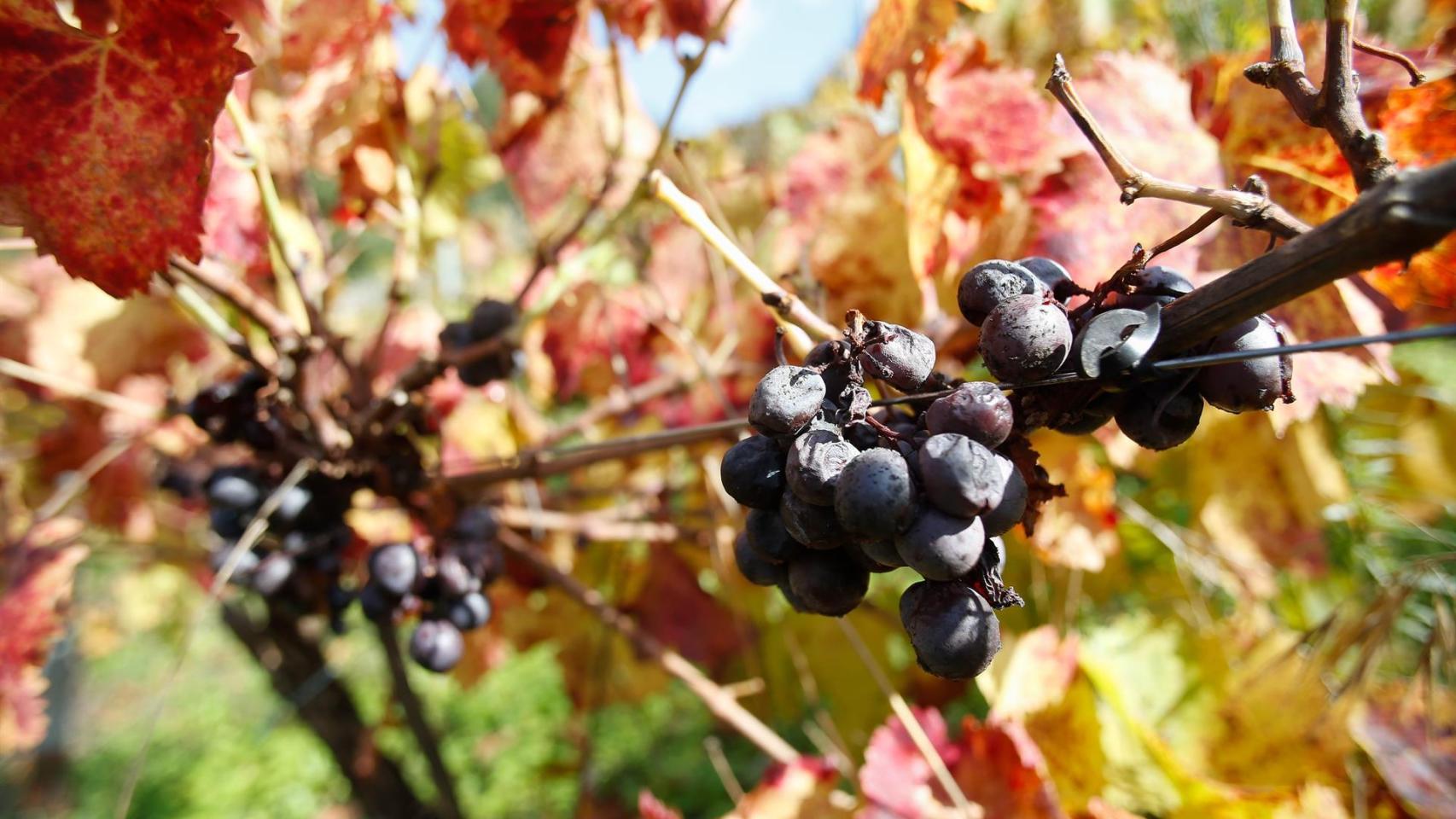 Racimo de uvas en una vid, a 1 de noviembre de 2024, en Sober, Lugo