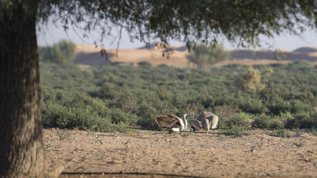 Ejemplares de hubaras en el desierto.