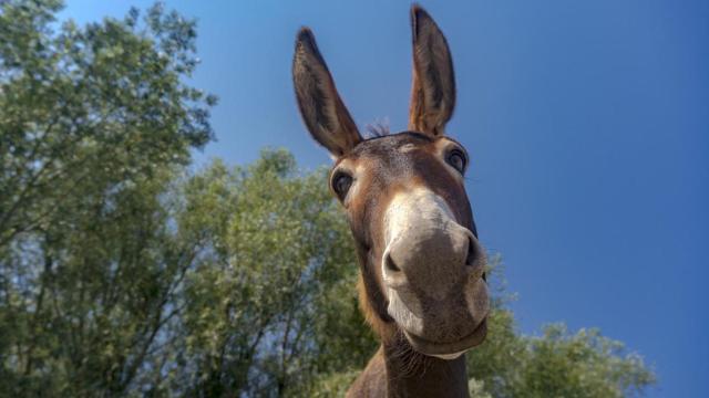 Un burro.