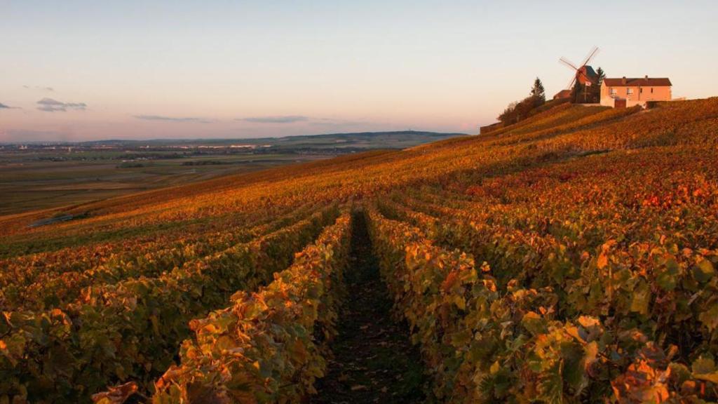 Viñedo en la región de Champagne