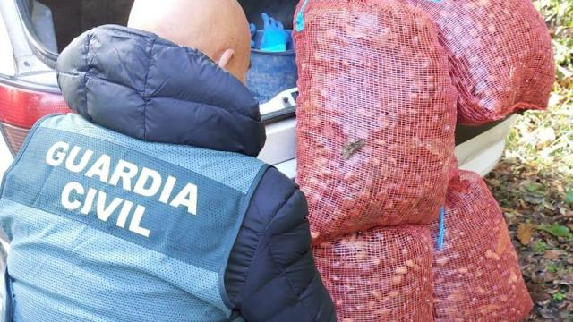 La Guardia Civil detiene a dos personas por el hurto de unas castañas en León