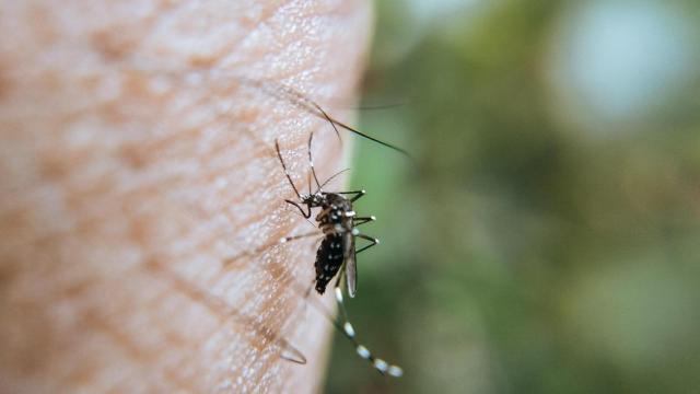 Uno de los mosquitos potencialmente transmisores del Virus del Nilo.