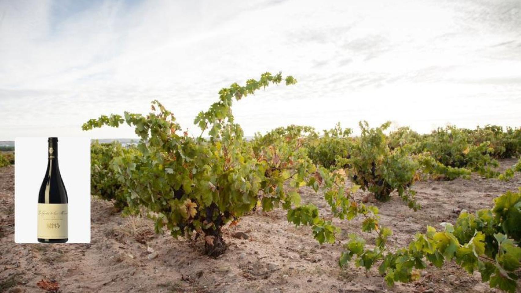 Imagen de una viña, y en un recuadro el vino de Zamora con 97 puntos Parker