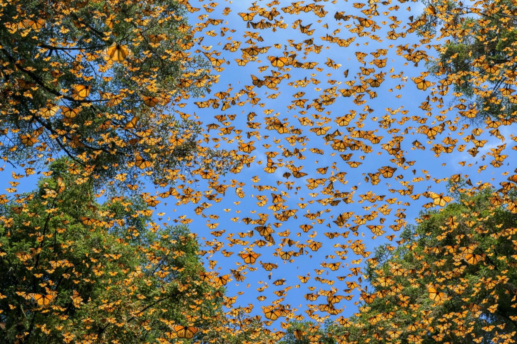 Mariposas vuelan en los bosques de protegidos de oyamel de la Reserva de la Biosfera de la Mariposa Monarca. Las laderas montañosas de estos bosques proporcionan un microclima ideal para pasar el invierno. Michoacán, México, 24 de febrero de 2023. Foto: Jaime Rojo