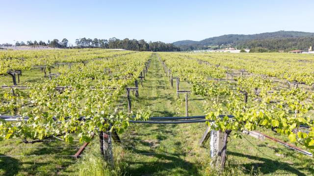 Plantación vitivinícola de Albariño.