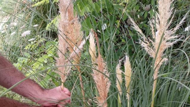 Ejemplar de la 'Cortaderia Selloana', conocida como plumero de la pampa