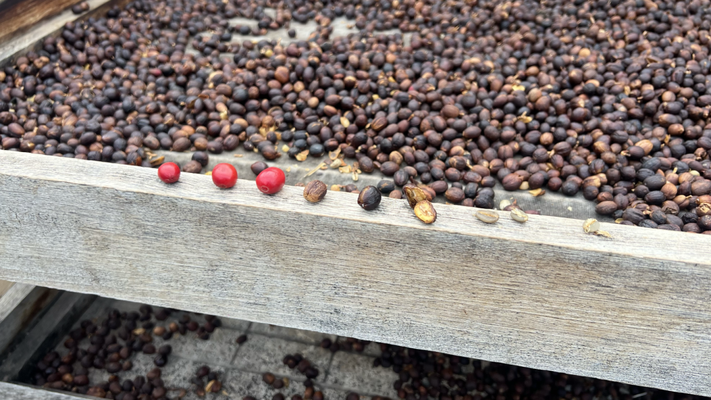 Ejemplos de algunos de los granos de café cultivados por Víctor Lugo Jorge.