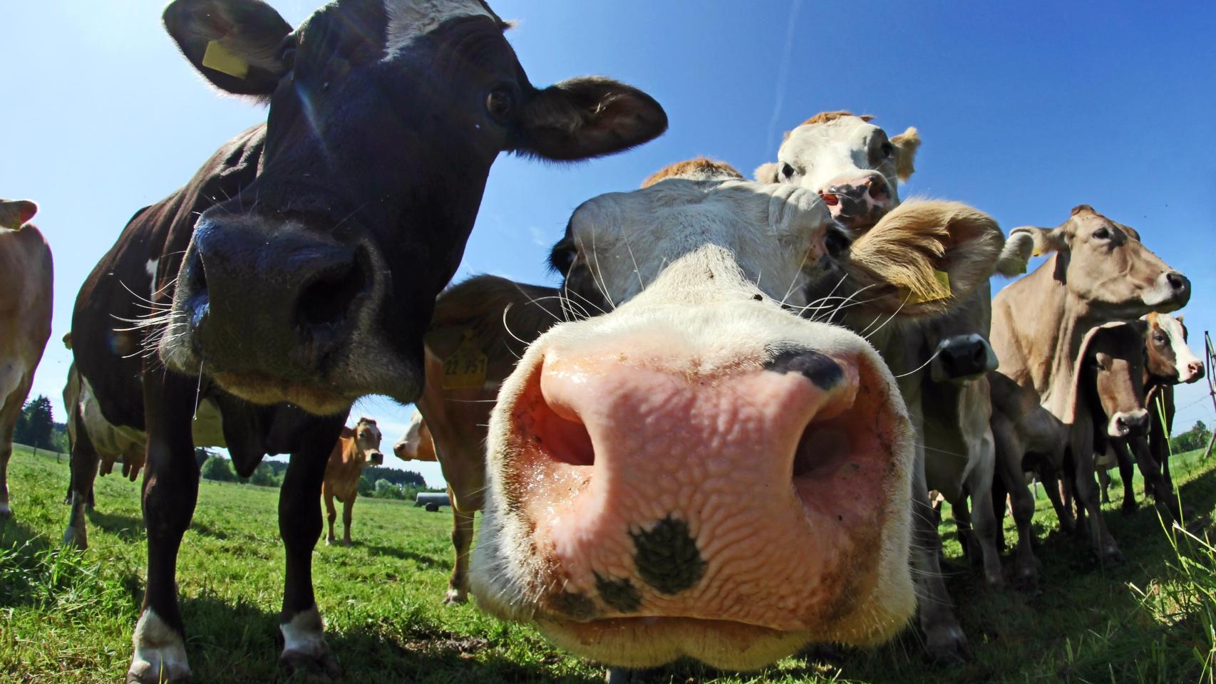 Un grupo de vacas curiosas en el paso