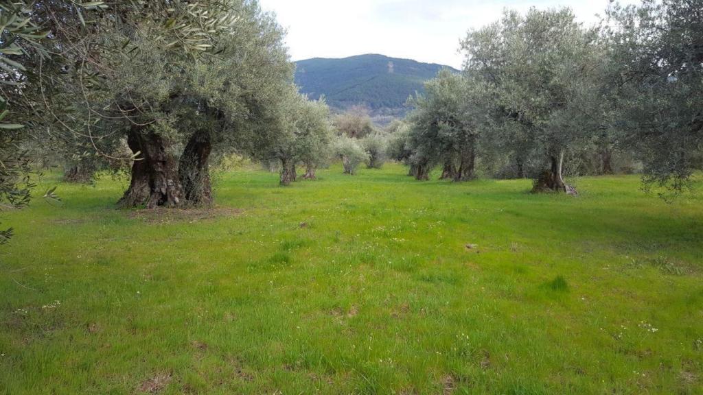 Olivos en la zona del sur de Ávila