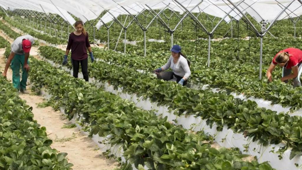 Castilla y León, líder en el cultivo planta de fresa en Europa