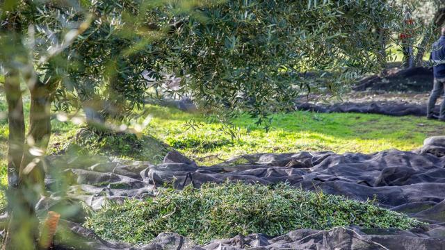 Primera Denominación de Origen de la historia de Castilla y León para un aceite de oliva