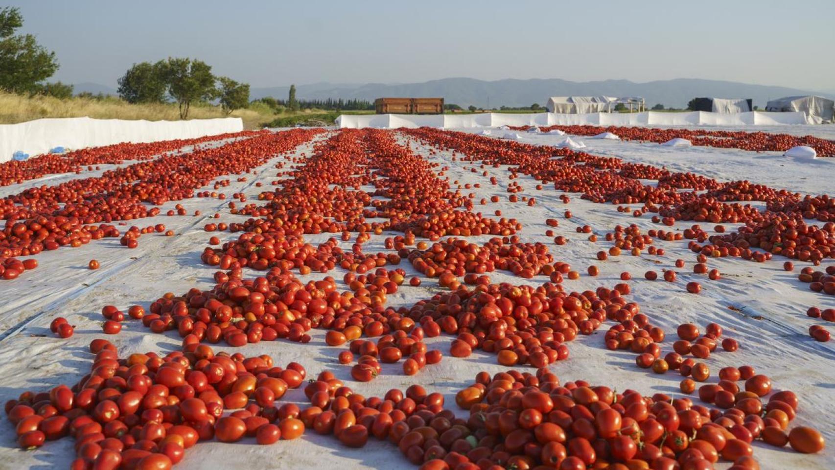 Los tomates que crecen en la falda de un volcán y son los preferidos de reconocidas pizzerías alrededor del mundo