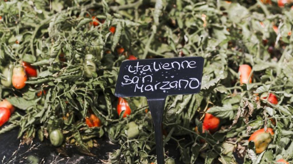 Tomate San Marzano en su momento de cosecha.