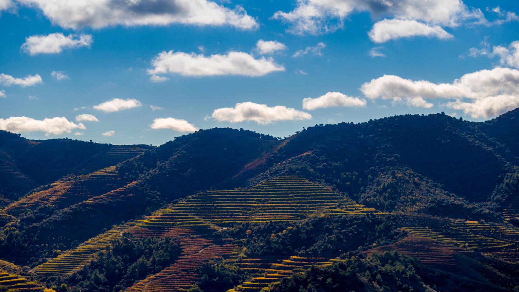 Los tintos españoles del Priorat que impresionan en el mundo