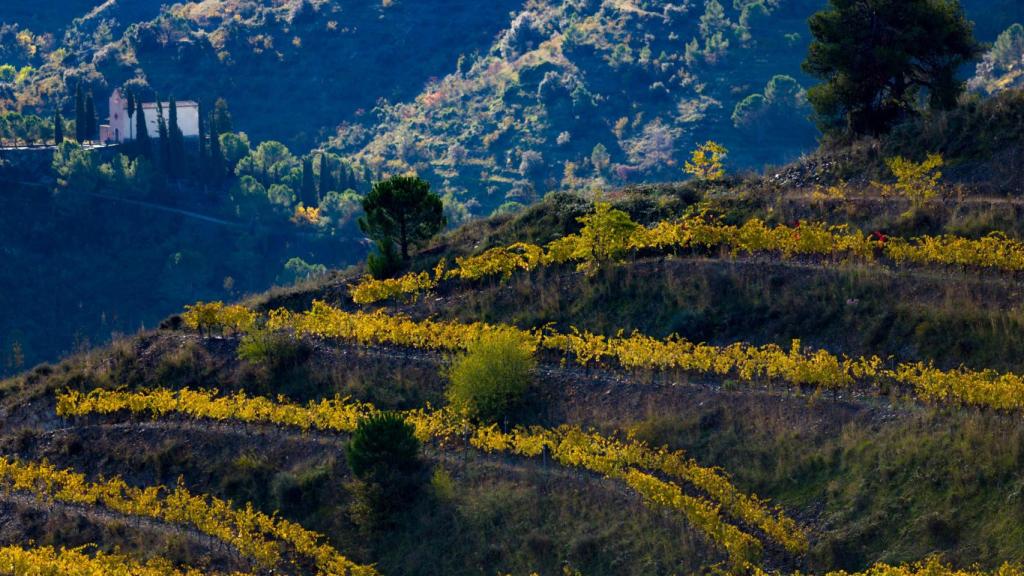 Las terrazas por las que se distribuyen los viñedos del Priorat.