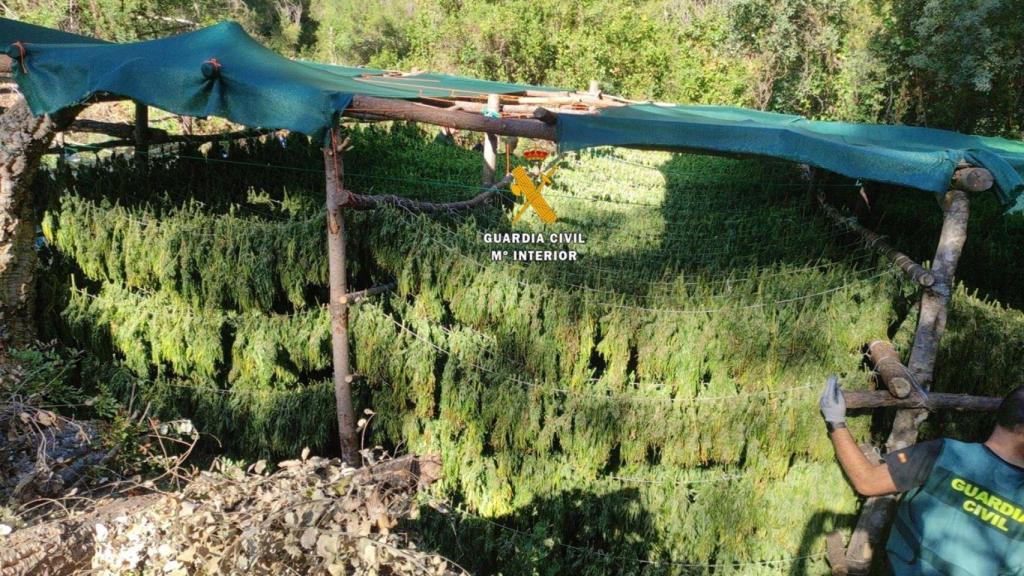 La plantación de marihuana desmantelada por la Guardia Civil en el Parque Nacional Sierra de las Nieves.