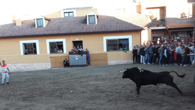 Uno de los astados soltado desde cajón en la tarde de hoy en Traspinedo