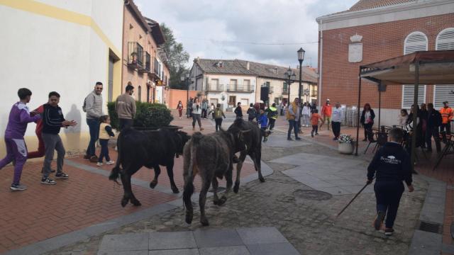 El encierro de minibueyes celebrado este sábado en el municipio vallisoletano de Aldeamayor de San Martín