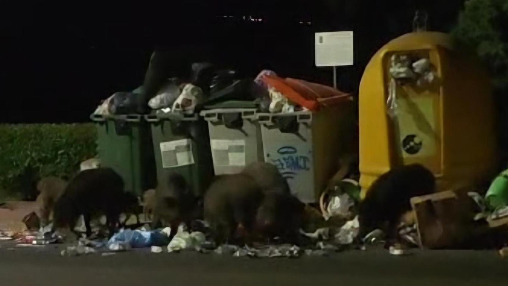 Una piara de jabalíes junto a unos contenedores de basura en Uceda (Guadalajara).