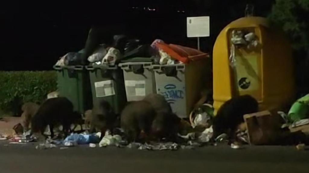 Una piara de jabalíes junto a unos contenedores de basura en Uceda (Guadalajara).