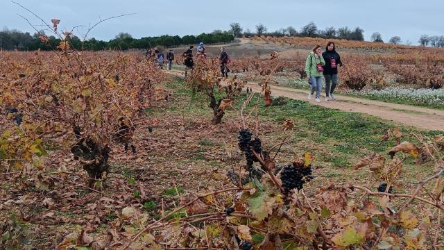 Cigales celebra el día Mundial del Enoturismo