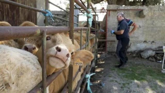 Alarma entre los veterinarios de Castilla y León