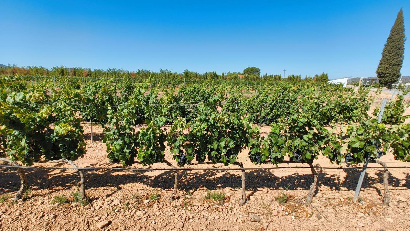 Las nuevas variedades de uva de vinificación de Murcia: mayor calidad y resistentes al cambio climático