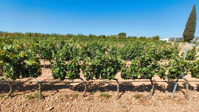 Las nuevas variedades de uva de vinificación de Murcia: mayor calidad y resistentes al cambio climático