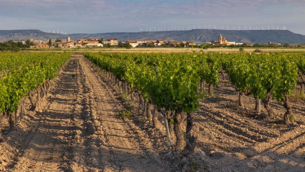 Campos de viñas en Bureta.