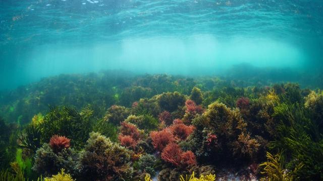 Fondo del océano Atlántico en Galicia.