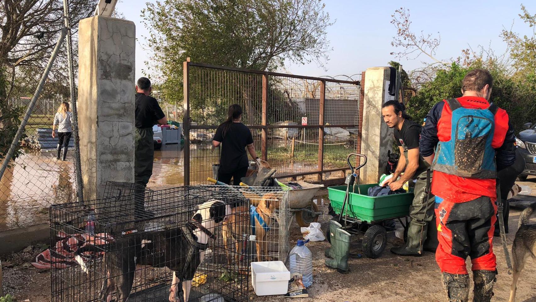 Las otras 'víctimas' de la DANA: más de 250 perros y gatos consiguen un nuevo hogar tras el derrumbe de una protectora