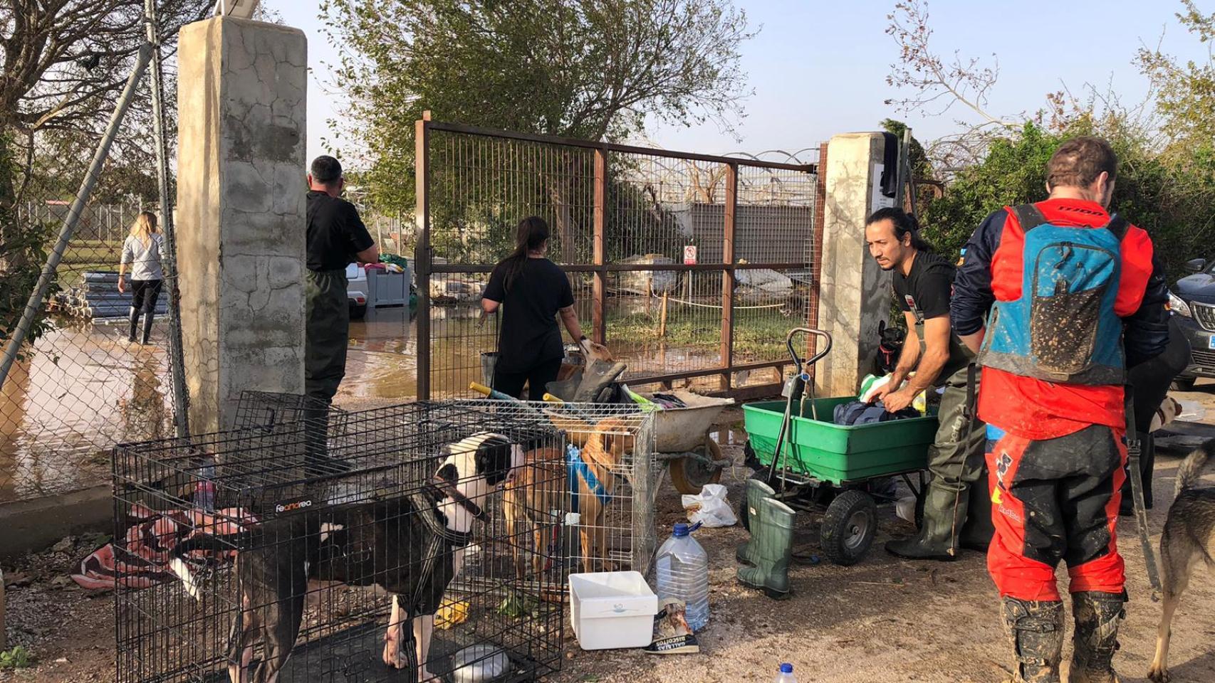 Las otras 'víctimas' de la DANA: más de 250 perros y gatos consiguen un nuevo hogar tras el derrumbe de una protectora