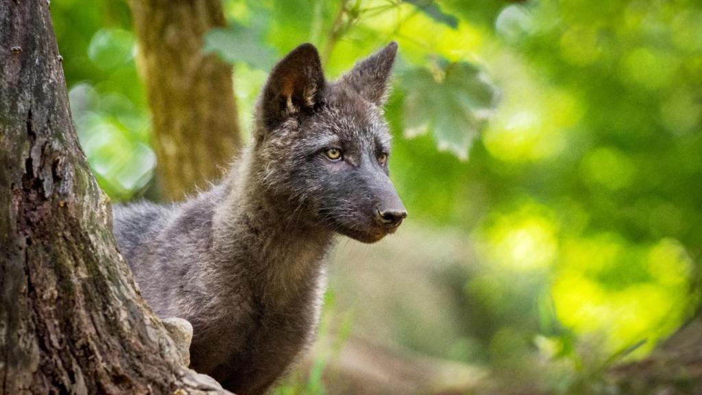 Cachorro de lobo en el bosque.