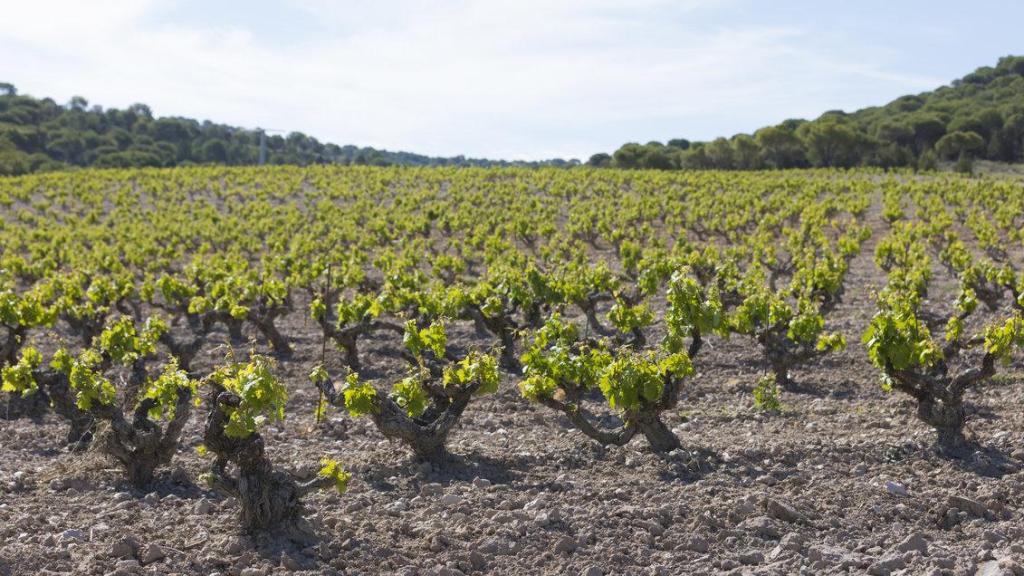 Los viñedos de las bodegas Vega Sicilia.