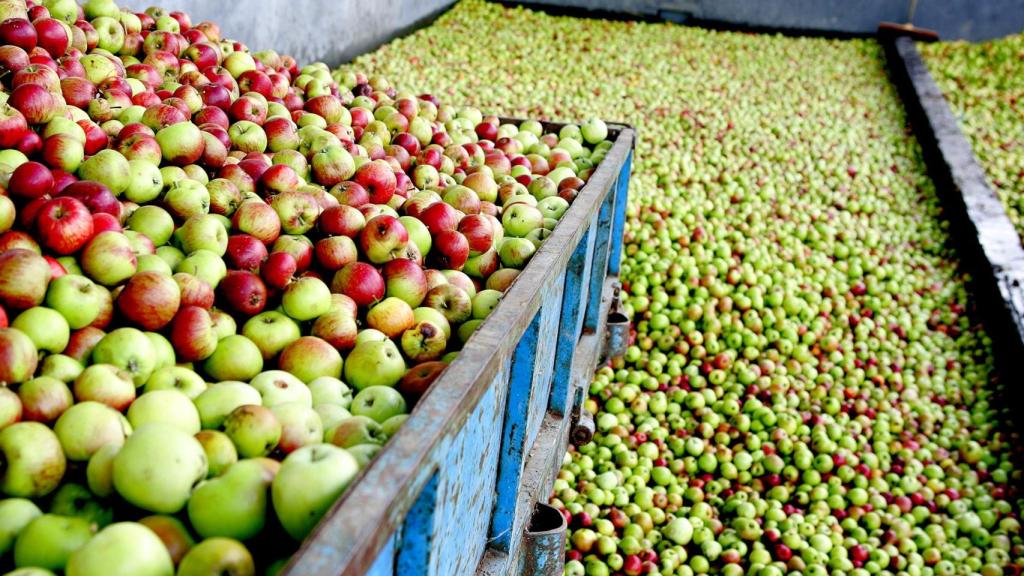 Cosecha Manzana Maeloc.