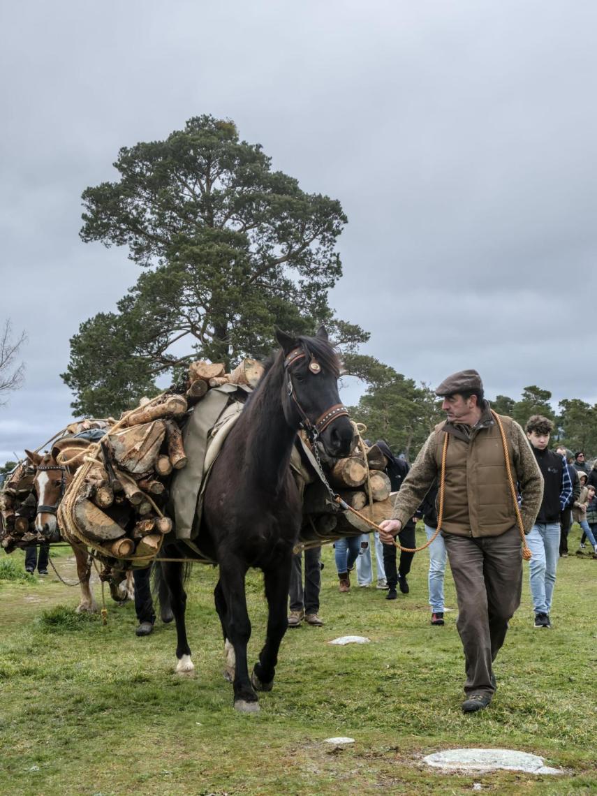 Los troncos los cortaban los hacheros y eran bajados del monte a lomos de caballerías