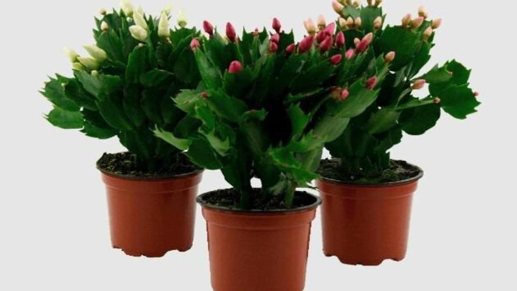 El cactus de Navidad de Aldi.