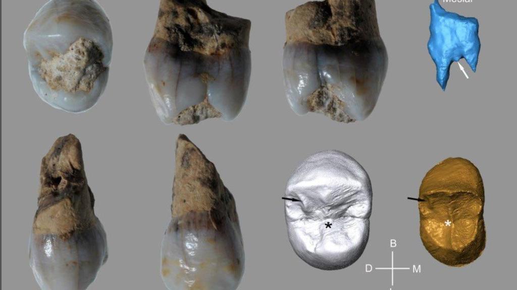 Diente neandertal juvenil recuperado en el yacimiento de la cueva de la Arbreda.