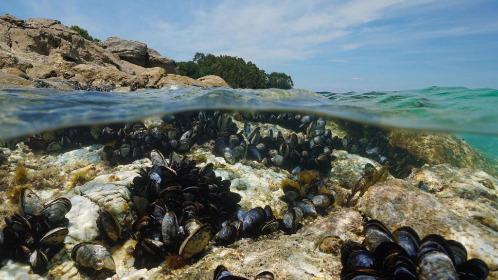 Mejillones.