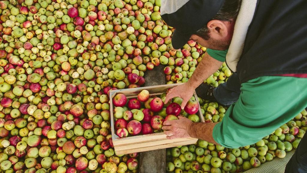 Maeloc de Hijos de Rivera: Manzana ecológica y apoyo a cultivadores