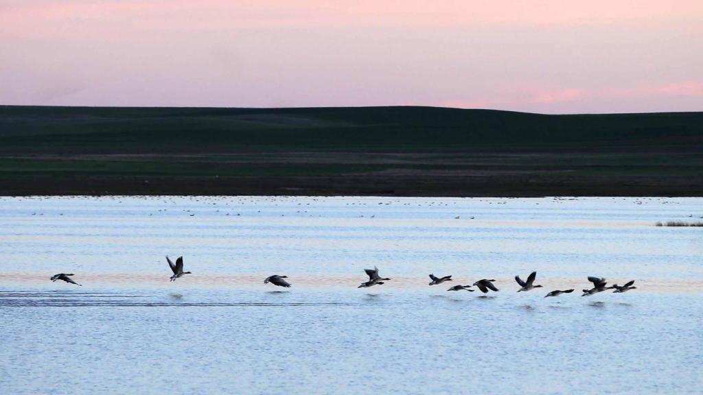 Lagunas de Villafáfila (Zamora). Foto Miriam Chacón  Ical