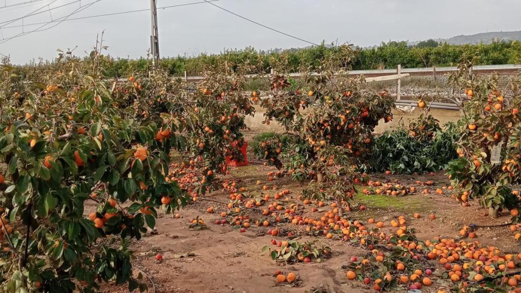 La dana ha arrasado con los cultivos de cítricos.