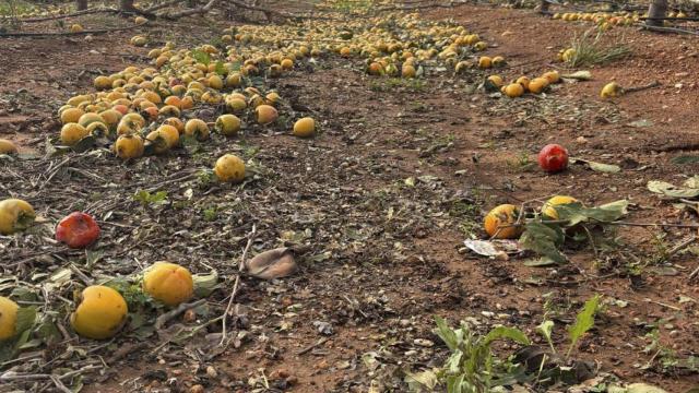 Destrozos en un campo de kakis por la dana.