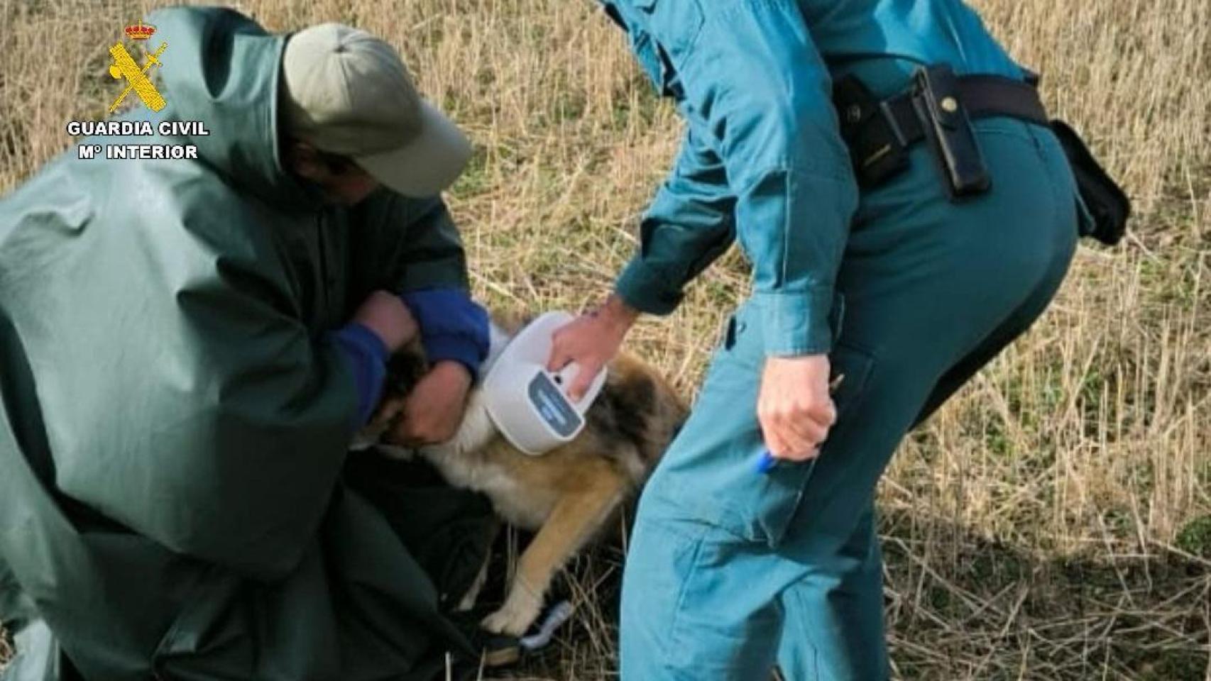 Imagen del perro que mató a un hombre en la provincia de Palencia