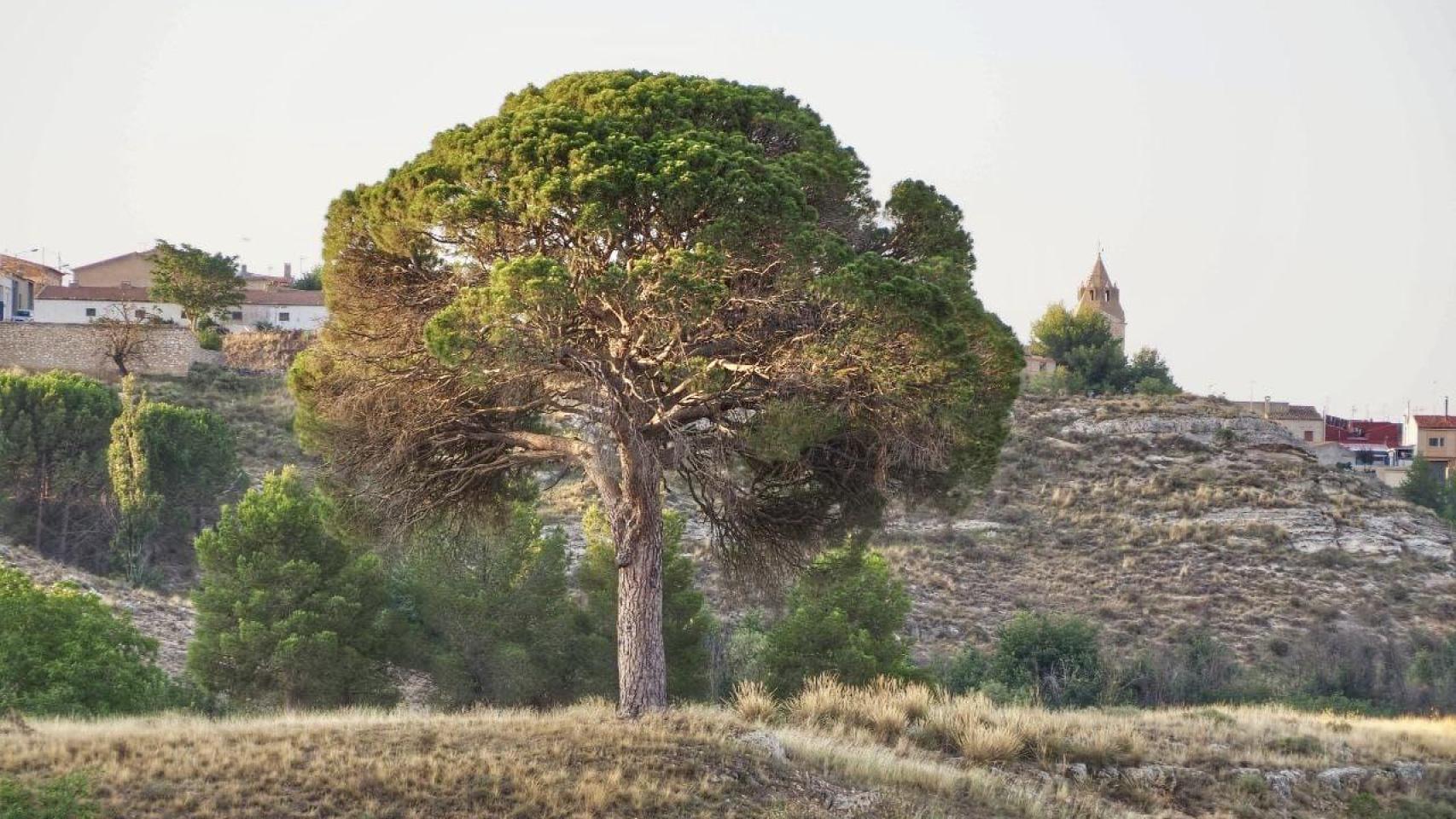 Pino 'Juan Molinera' de Abengibre (Albacete).