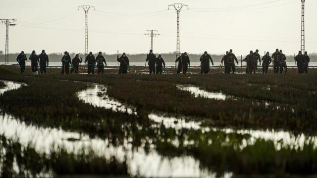 Varios agentes de la Guardia Civil siguen buscando cuerpos en la Albufera, en Valencia, tras el paso de la DANA.